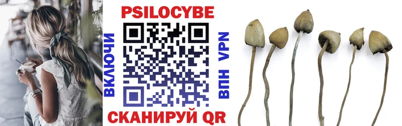 Псилоцибиновые грибы Magic Shrooms  блэк спрут как зайти  Новозыбков 